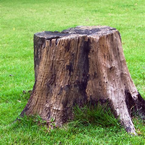 inside of a tree stump.